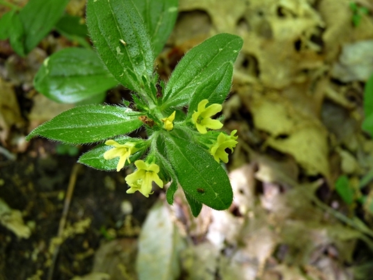 {Lithospermum tuberosum}